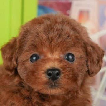 トイプードル(トイ)【千葉県・女の子・2025年9月18日・レッド】の写真「ブリーダーアワード👑全国1位受賞👑🐶」