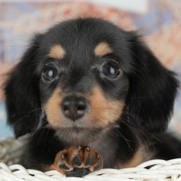 ミニチュアダックスフンド(ロング)【千葉県・女の子・2025年10月27日・ブラック&タン】の写真「ブリーダーアワード👑全国1位受賞👑🐶」