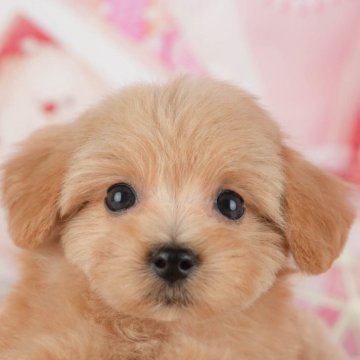 ミックス(マルチーズ×ティーカップ・プードル)【千葉県・男の子・2025年9月27日・アプリコット】の写真「ブリーダーアワード👑全国1位受賞👑🐶」