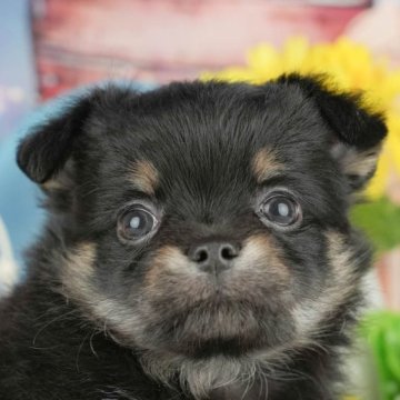 チワワ(ロング)【千葉県・女の子・2025年3月29日・ブラックタン&ホワイト】の写真「子犬を迎えたい方へ🎀7/5相談会開催！」