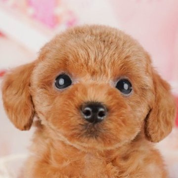 トイプードル(トイ)【千葉県・男の子・2025年8月3日・レッド】の写真「ブリーダーアワード👑全国1位受賞👑🐶」
