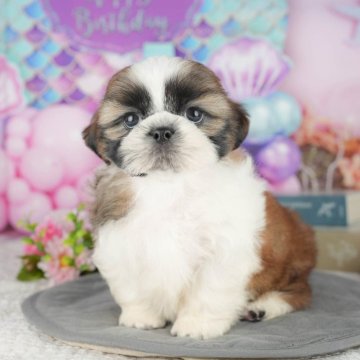 シーズー【千葉県・男の子・2025年5月1日・ホワイト&ゴールド】の写真「緊急開催📢6/21🐶相談会開催🌼」