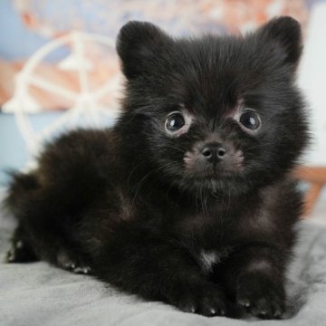 ポメラニアン【千葉県・女の子・2025年9月2日・ブラック】の写真「ブリーダーアワード👑全国1位受賞👑🐶」