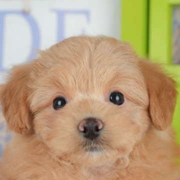 ポメプー(ポメラニアン×トイプードル)【千葉県・女の子・2025年10月24日・アプリコット】の写真「本日⏰16時～ご案内可能！残り3/7件🌟」