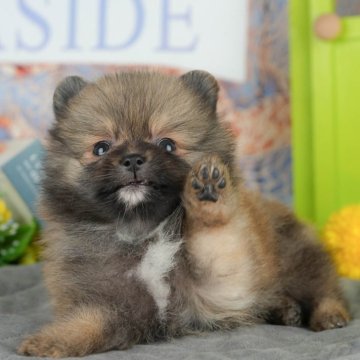 ポメラニアン【千葉県・女の子・2025年4月12日・オレンジセーブル】の写真「極小ちゃん🍼🐶5/31限定！相談会開催🌈」