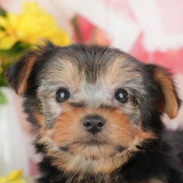 ヨークシャーテリア【千葉県・女の子・2025年10月7日・スティールブルー&タン】の写真「ブリーダーアワード👑全国1位受賞👑🐶」