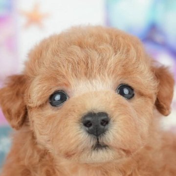 トイプードル(トイ)【千葉県・女の子・2025年4月9日・レッド】の写真「🐶5/31限定！相談会開催🌈」