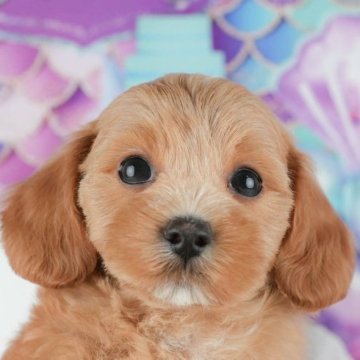 マルプー(マルチーズ×トイプードル)【千葉県・男の子・2025年9月7日・レッド】の写真「ブリーダーアワード👑全国1位受賞👑🐶」