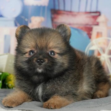 ポメラニアン【千葉県・男の子・2025年4月12日・オレンジセーブル】の写真「緊急開催📢6/21🐶相談会開催🌼」