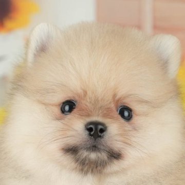 ポメラニアン【千葉県・男の子・2025年8月27日・オレンジ】の写真「ブリーダーアワード👑全国1位受賞👑🐶」