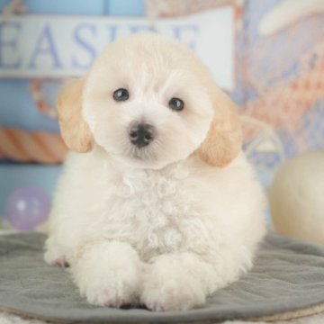 トイプードル(トイ)【千葉県・女の子・2025年7月8日・クリーム】の写真「ブリーダーアワード全国1位受賞👑🐶」