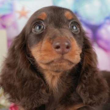 ミニチュアダックスフンド(ロング)【千葉県・男の子・2025年8月29日・チョコレート&タン】の写真「ブリーダーアワード👑全国1位受賞👑🐶」