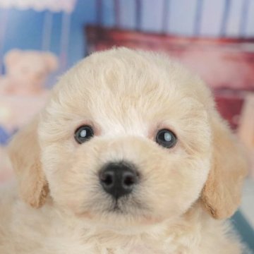 トイプードル(トイ)【千葉県・男の子・2025年4月25日・クリーム】の写真「緊急開催📢6/21🐶相談会開催🌼」
