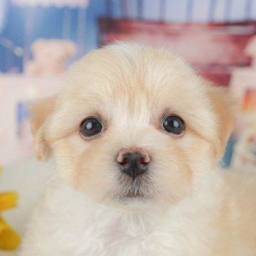 マルプー(マルチーズ×トイプードル)【千葉県・女の子・2025年4月4日・アプリコット】の写真「🐶5/31限定！相談会開催🌈」
