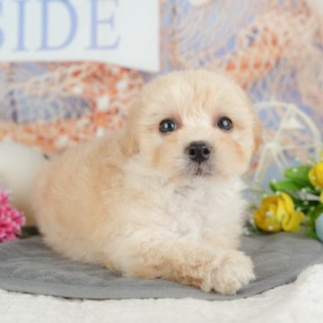 マルプー(マルチーズ×トイプードル)【千葉県・男の子・2025年4月4日・アプリコット】の写真「🐶5/31限定！相談会開催🌈」
