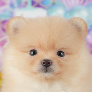ポメラニアン【千葉県・女の子・2025年10月24日・クリーム】の写真「ブリーダーアワード👑全国1位受賞👑🐶」