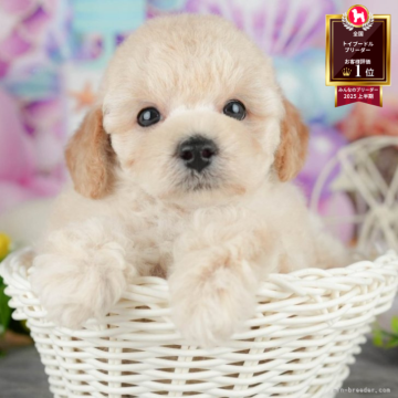 トイプードル(トイ)【千葉県・男の子・2025年4月28日・クリーム】の写真「🌻子犬を迎えたいけど不安な方へ🐾7/21相談会」