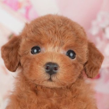 トイプードル(タイニー)【千葉県・男の子・2025年5月7日・レッド】の写真「🚨7/5相談会満席→7/6追加開催決定！」