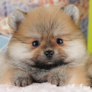 ポメラニアン【千葉県・男の子・2025年8月4日・オレンジ】の写真「ブリーダーアワード👑全国1位受賞👑🐶」