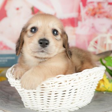 ミニチュアダックスフンド(ロング)【千葉県・男の子・2025年7月3日・シェーデッドイエロー】の写真「ブリーダーアワード👑全国1位受賞👑🐶」