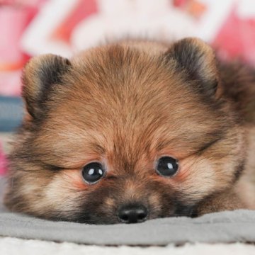 ポメラニアン【千葉県・男の子・2025年8月16日・オレンジ】の写真「ブリーダーアワード👑全国1位受賞👑🐶」