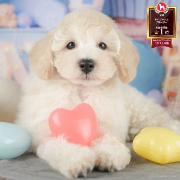トイプードル(トイ)【千葉県・男の子・2025年7月8日・クリーム】の写真「ブリーダーアワード全国1位受賞👑🐶」