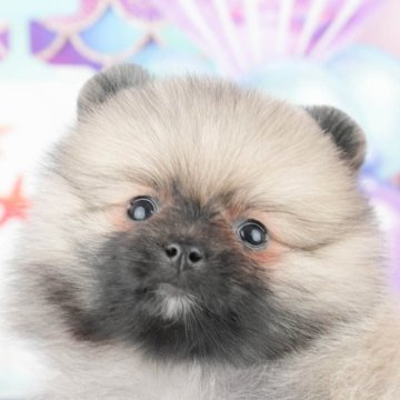 ポメラニアン【千葉県・男の子・2025年1月26日・ウルフセーブル】の写真「無料の相談会🌸🐶開催！！」