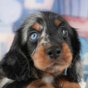 ミニチュアダックスフンド(ロング)【千葉県・男の子・2025年10月20日・シルバーダップル】の写真「本日⏰16時～ご案内可能！残り3/7件🌟」