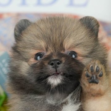 ポメラニアン【千葉県・女の子・2025年4月12日・オレンジセーブル】の写真「緊急開催📢6/21🐶相談会開催🌼」