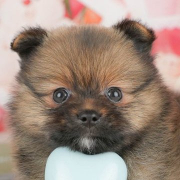ポメラニアン【千葉県・女の子・2025年4月12日・オレンジ】の写真「緊急開催📢6/21🐶相談会開催🌼」