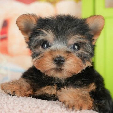 ヨークシャーテリア【千葉県・男の子・2025年10月20日・スティールブルー&タン】の写真「ブリーダーアワード👑全国1位受賞👑🐶」