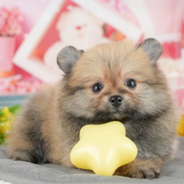 ポメラニアン【千葉県・女の子・2025年4月6日・オレンジ】の写真「🐶5/31限定！相談会開催🌈」