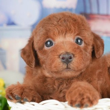 トイプードル(トイ)【千葉県・男の子・2025年4月29日・レッド】の写真「緊急開催📢6/21🐶相談会開催🌼」