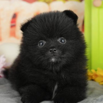 ポメラニアン【千葉県・男の子・2025年4月12日・ブラック&ホワイト】の写真「🐶5/31限定！相談会開催🌈」