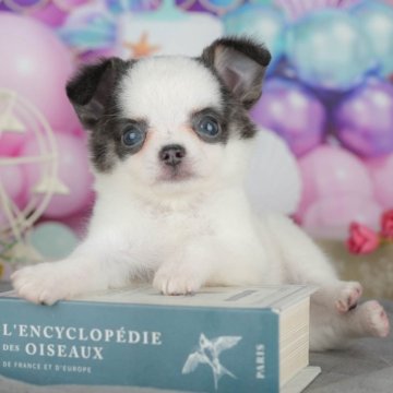 チワワ(ロング)【千葉県・女の子・2025年8月11日・ブルー&ホワイト】の写真「ブリーダーアワード👑全国1位受賞👑🐶」