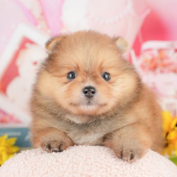 ポメラニアン【千葉県・男の子・2025年4月2日・オレンジ】の写真「相談会開催🌈5月25日🐶✨」