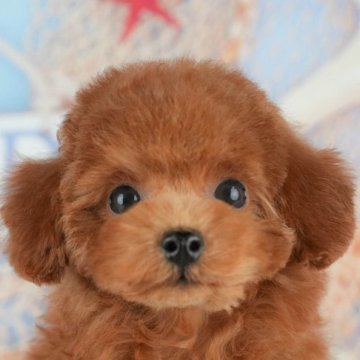 トイプードル(トイ)【千葉県・女の子・2025年8月26日・レッド】の写真「ブリーダーアワード👑全国1位受賞👑🐶」