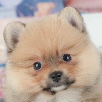 ポメラニアン【千葉県・女の子・2025年9月22日・オレンジセーブル】の写真「ブリーダーアワード👑全国1位受賞👑🐶」