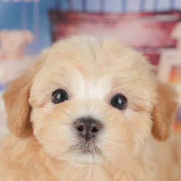 マルプー(マルチーズ×トイプードル)【千葉県・男の子・2025年9月19日・アプリコット】の写真「ブリーダーアワード👑全国1位受賞👑🐶」