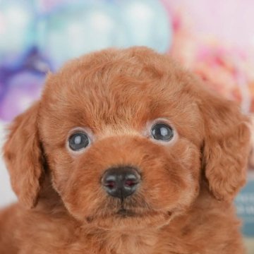 トイプードル(トイ)【千葉県・男の子・2025年4月1日・レッド】の写真「相談会開催🌈5月25日🐶✨」