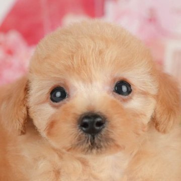 トイプードル(トイ)【千葉県・男の子・2025年6月26日・レッド】の写真「夏休みはお迎えのベストシーズン 🍉🐶」