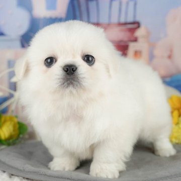 ペキニーズ【千葉県・男の子・2025年6月25日・ホワイト】の写真「夏休みはお迎えのベストシーズン 🍉🐶」