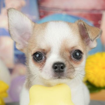 チワワ(スムース)【千葉県・男の子・2025年4月20日・パーティー】の写真「緊急開催📢6/21🐶相談会開催🌼」