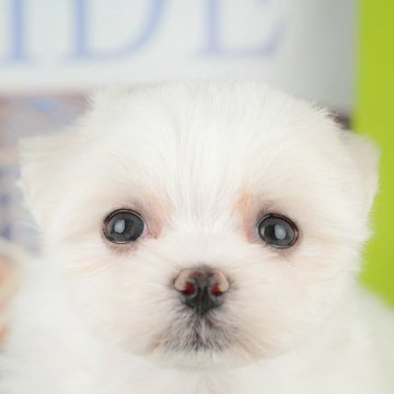 マルチーズ【千葉県・女の子・2025年3月1日・ホワイト】の写真「無料の相談会🌸🐶開催！！」