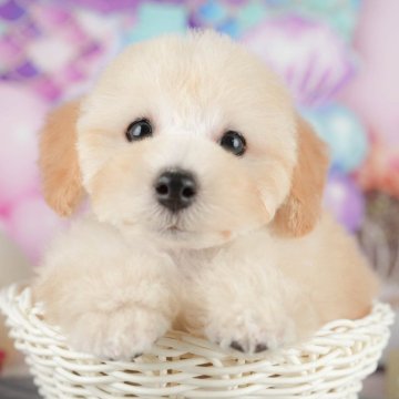 トイプードル(トイ)【千葉県・女の子・2025年7月8日・クリーム】の写真「ブリーダーアワード全国1位受賞👑🐶」