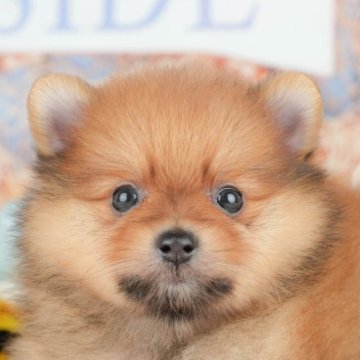 ポメラニアン【千葉県・男の子・2025年4月2日・オレンジ】の写真「🐶5/31限定！相談会開催🌈」