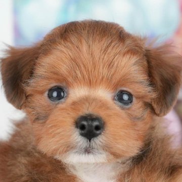 ポメプー(ポメラニアン×トイプードル)【千葉県・男の子・2025年4月21日・レッド】の写真「6/15📣父の日🐶相談会」