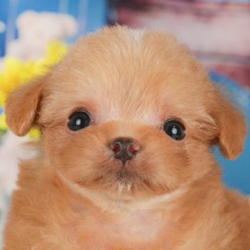 チワプー(チワワ×トイプードル)【千葉県・男の子・2024年11月30日・レッド】の写真「お客様評価ランキング日本1位🏆」
