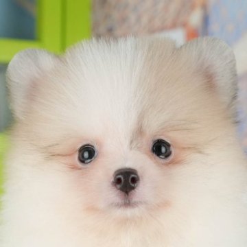 ポメラニアン【千葉県・男の子・2025年9月13日・パーティー】の写真「ブリーダーアワード👑全国1位受賞👑🐶」