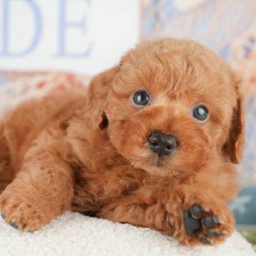 トイプードル(トイ)【千葉県・男の子・2025年4月1日・レッド】の写真「相談会開催🌈5月25日🐶✨」
